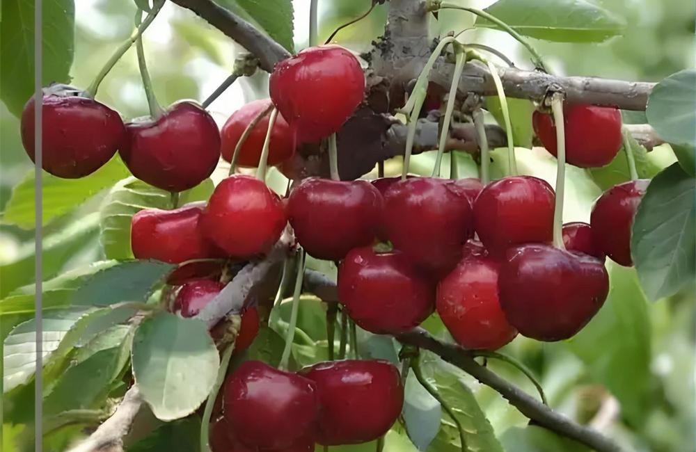 莱州大樱桃——春果第一枝，甘美誉中华 第 5 张