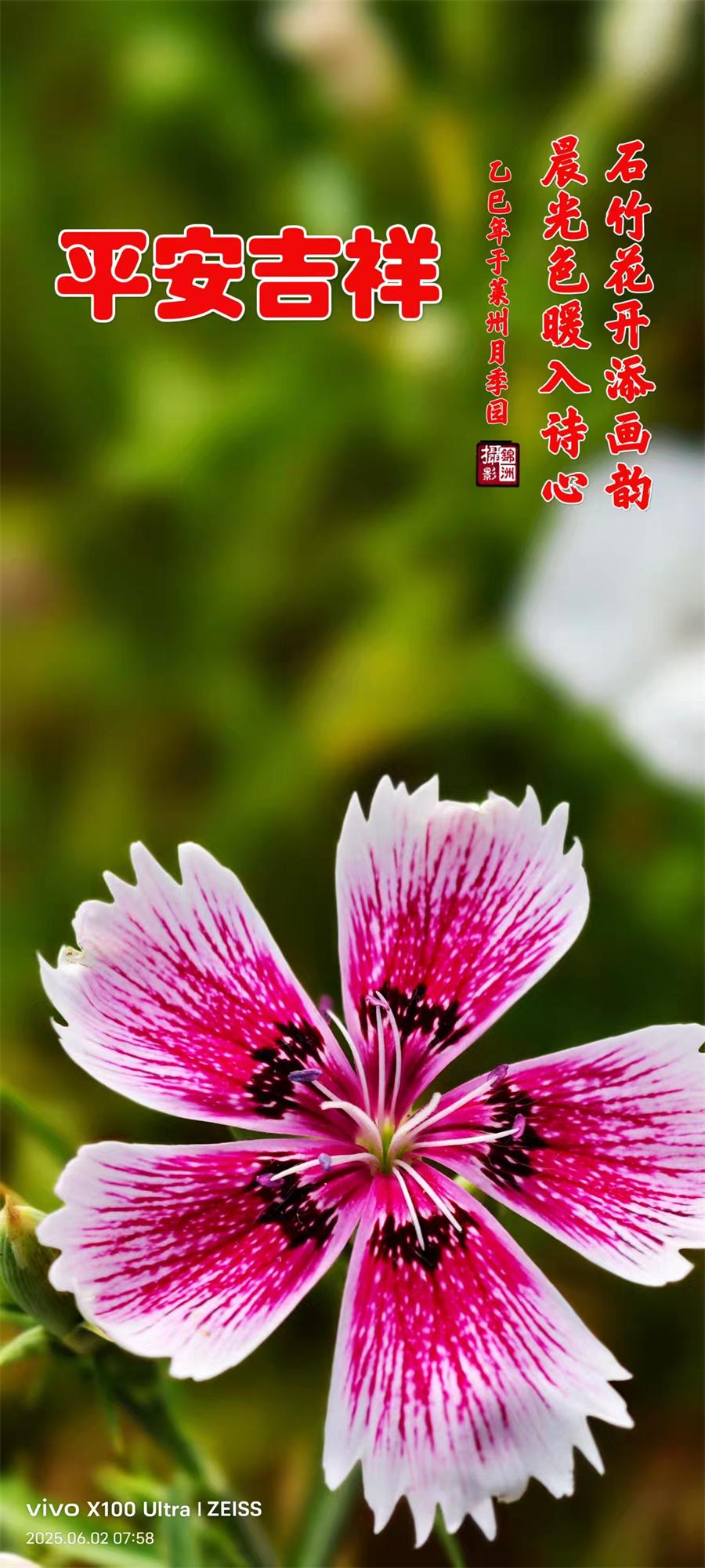 李锦洲摄影作品选：山野小花分外艳 第 5 张