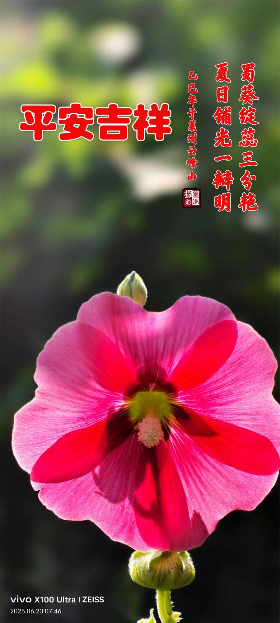 李锦洲摄影作品选：山野小花分外艳 第 10 张