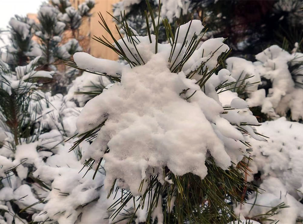 雪落三二日，古谚映天工 —— 解密莱州 “大雪不封地” 的智慧密码 第 2 张
