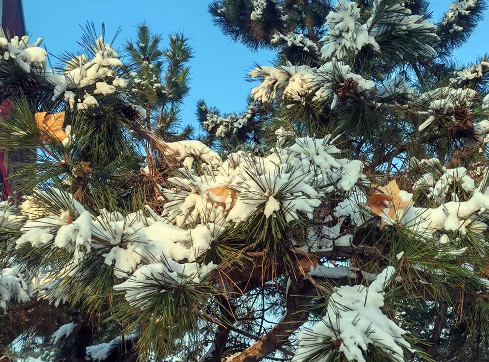 雪落三二日，古谚映天工 —— 解密莱州 “大雪不封地” 的智慧密码 第 6 张