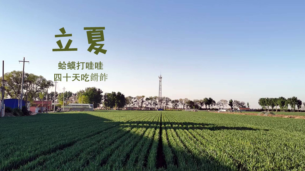 璀璨的莱州民俗文化——立夏 第 2 张