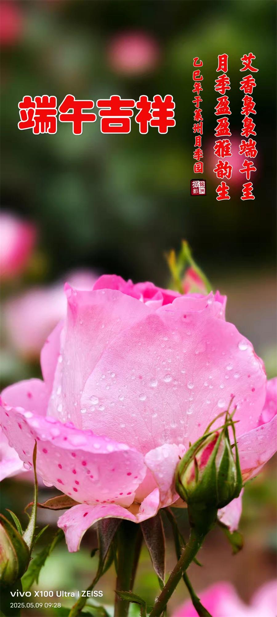 李锦洲摄影作品选：月季花开香满城 第 3 张