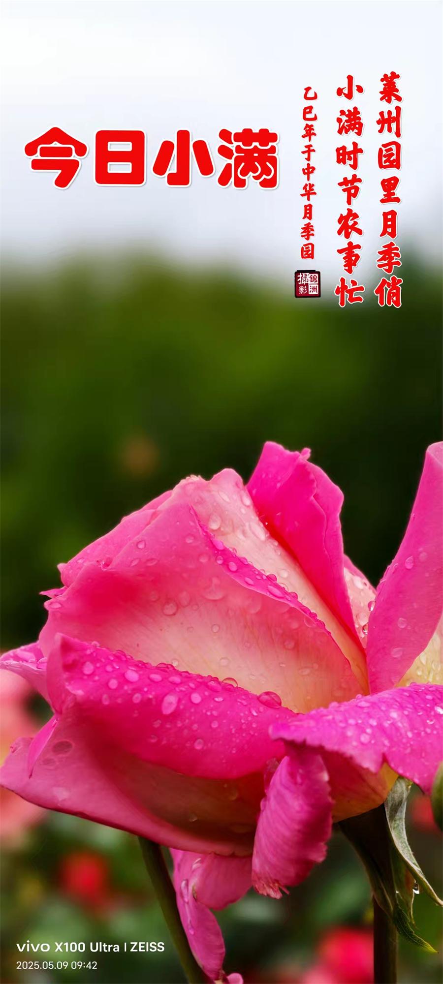 李锦洲摄影作品选：月季花开香满城 第 5 张