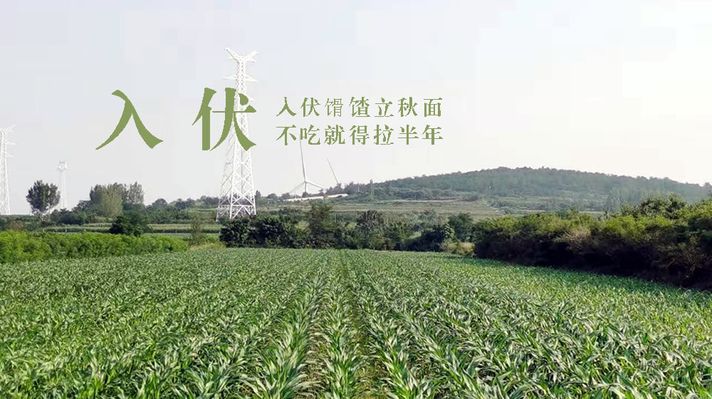 璀璨的莱州民俗文化——入伏 第 5 张