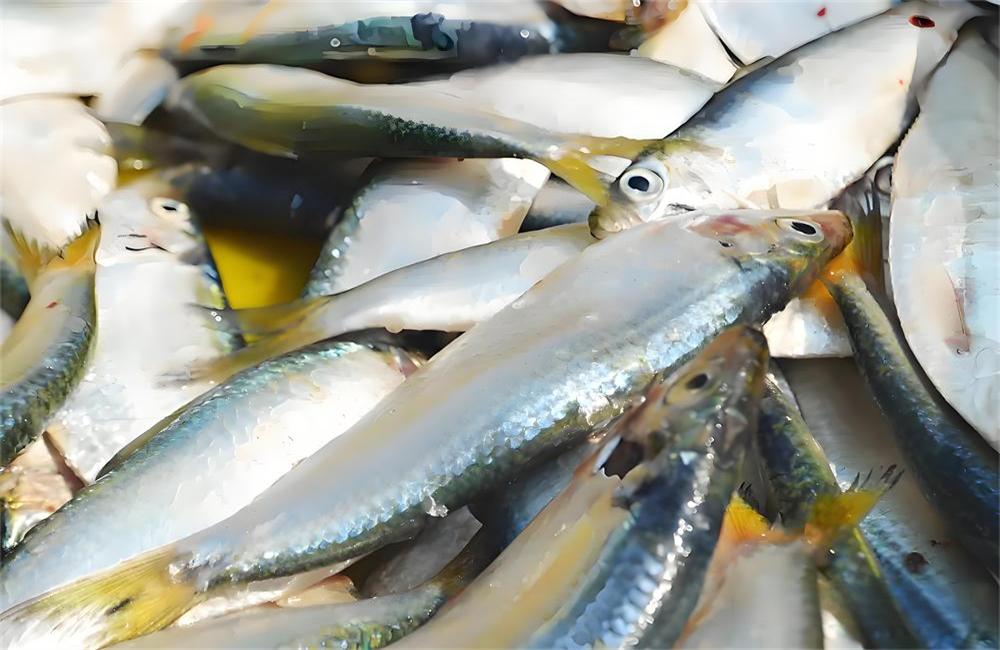 莱州青鳞鱼——舌尖上的海湾遗珍 第 1 张