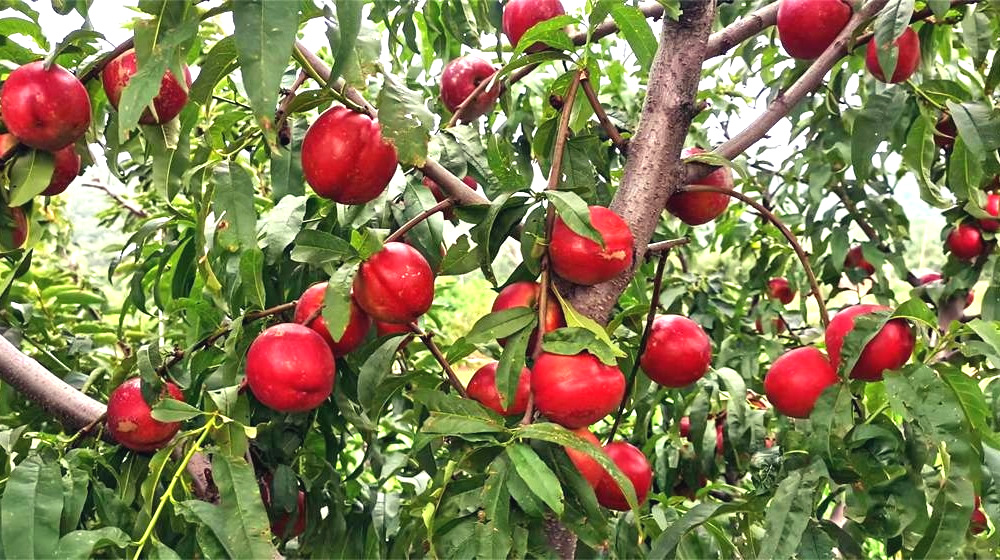 莱州夏韵颂 第 4 张