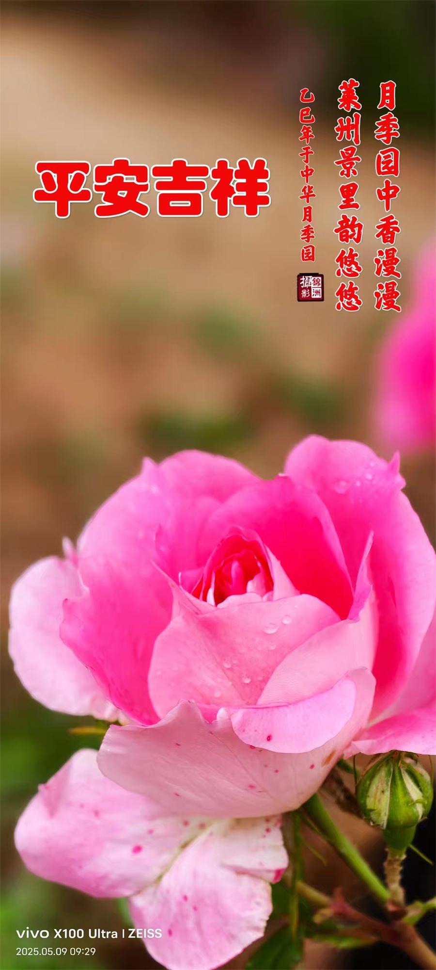 李锦洲摄影作品选：月季花开香满城 第 6 张