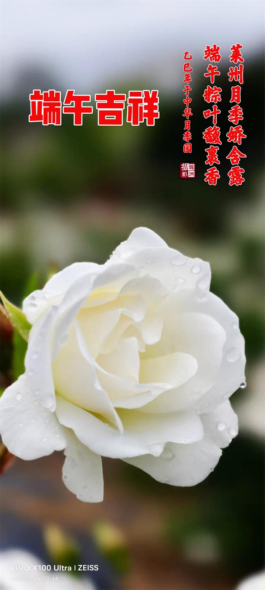 李锦洲摄影作品选：月季花开香满城 第 10 张