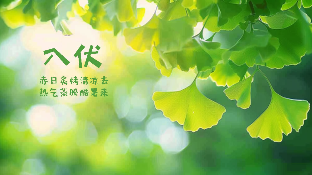 璀璨的莱州民俗文化——入伏 第 3 张