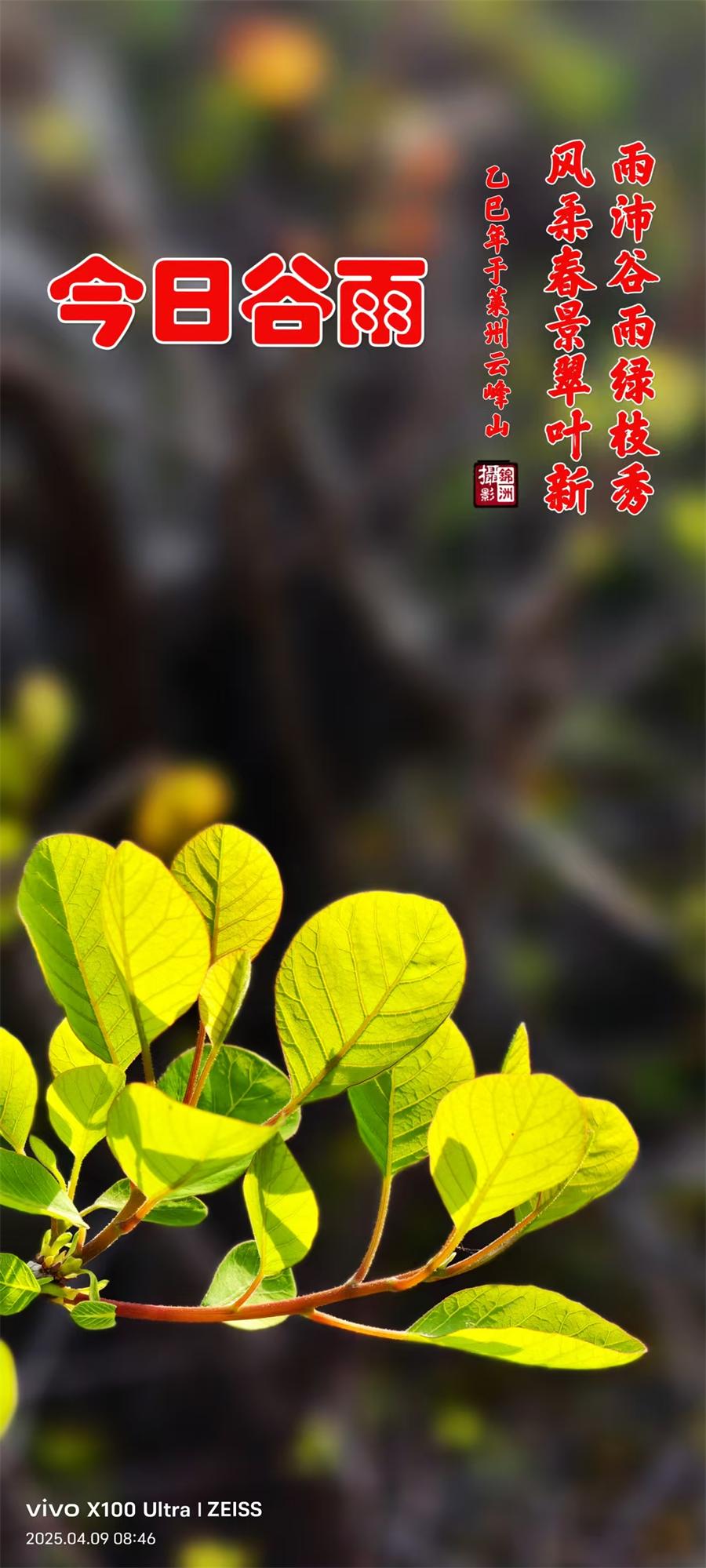 璀璨的莱州民俗文化——谷雨 第 1 张