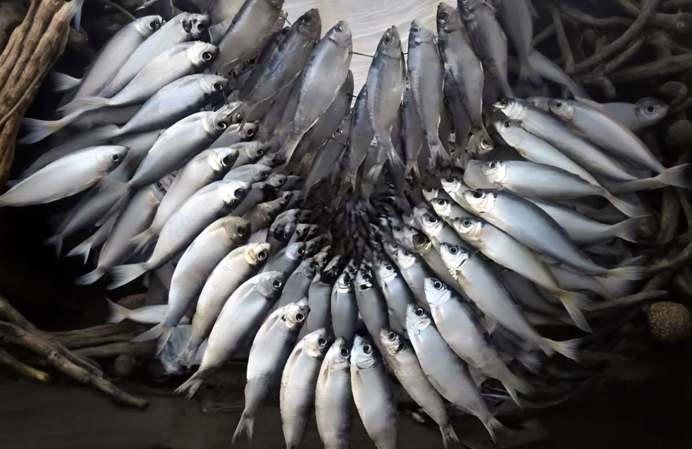 莱州青鳞鱼——舌尖上的海湾遗珍 第 2 张