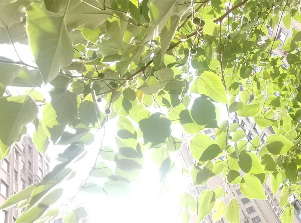“头伏十天伏”：暑热的诗意前奏 第 2 张