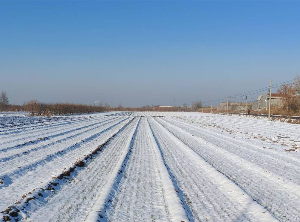 雪落三二日，古谚映天工 —— 解密莱州 “大雪不封地” 的智慧密码 第 4 张