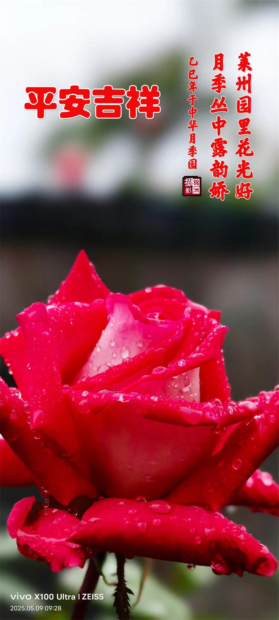 李锦洲摄影作品选：月季花开香满城 第 7 张