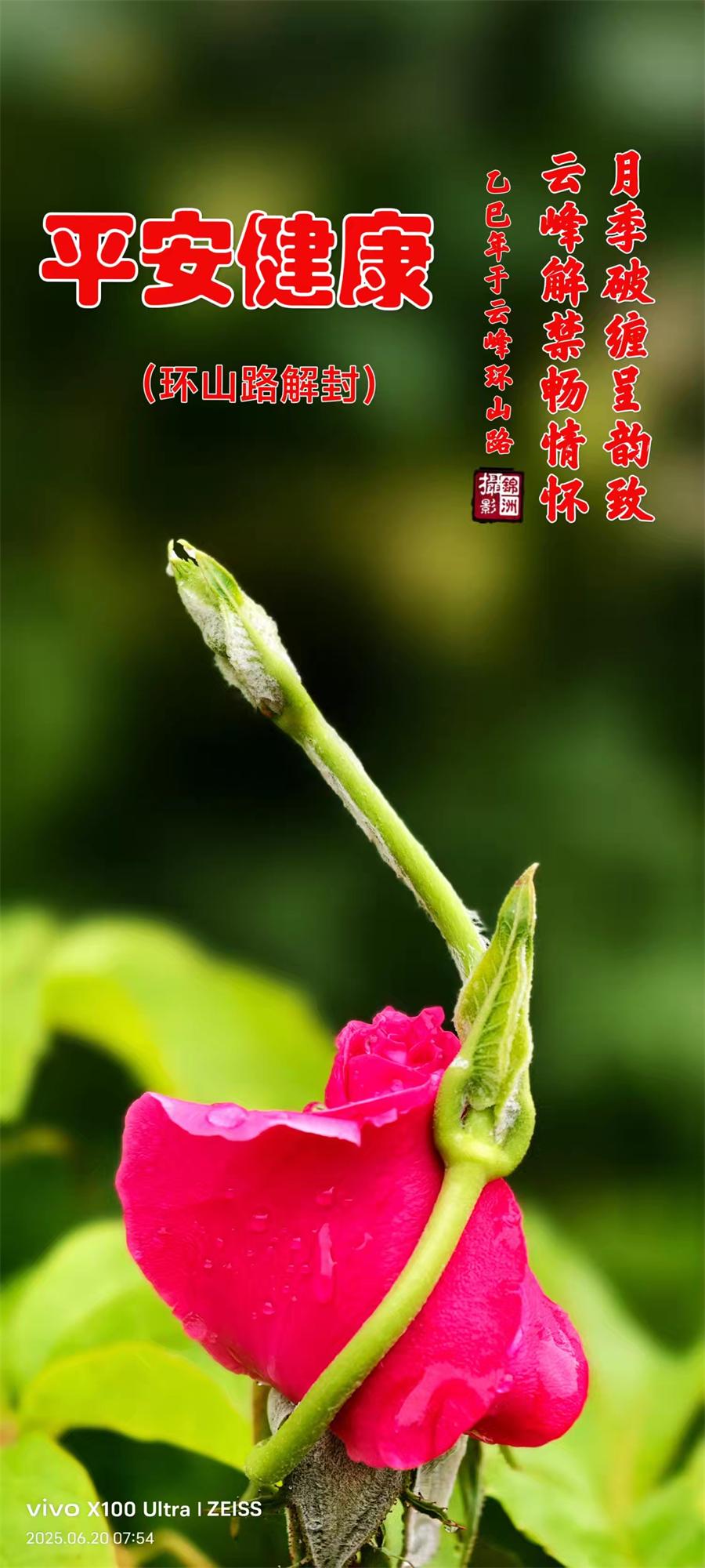 李锦洲摄影作品选：山野小花分外艳 第 2 张