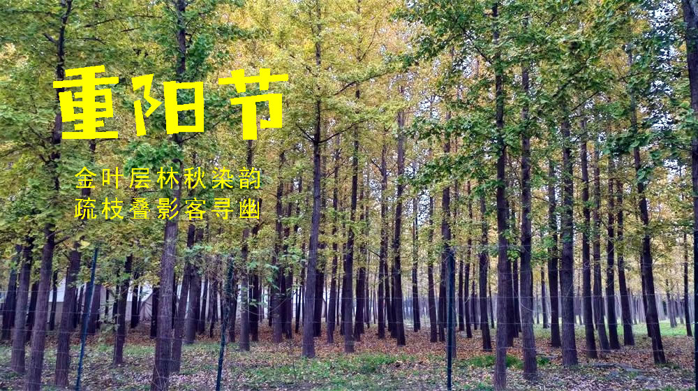 璀璨的莱州民俗文化——重阳节 第 5 张