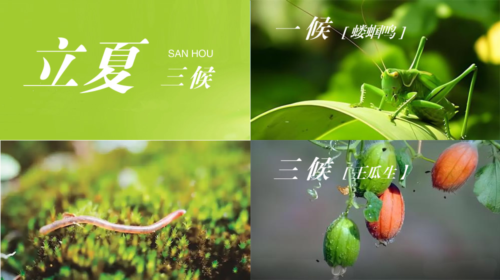 璀璨的莱州民俗文化——立夏 第 4 张
