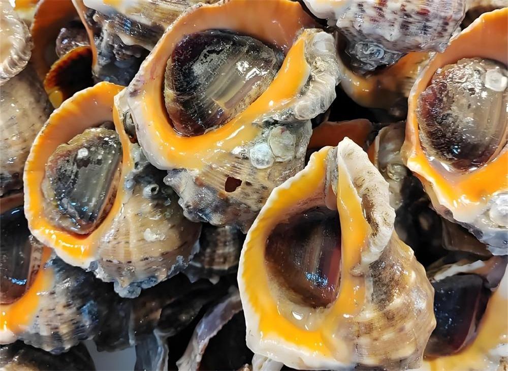 海螺水饺——五一节的怀念 第 3 张