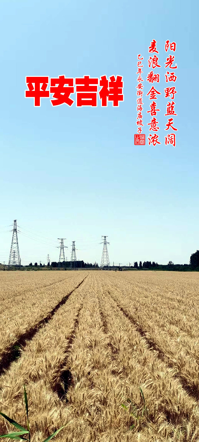 阳光洒野蓝天阔，麦浪翻金喜意浓