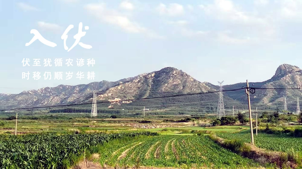 璀璨的莱州民俗文化——入伏 第 6 张
