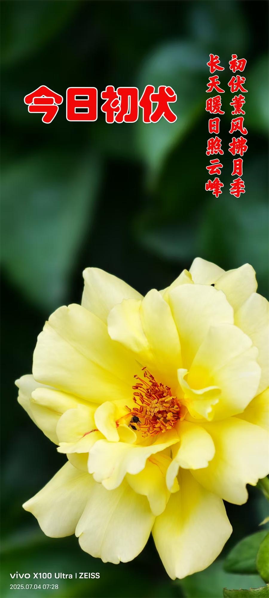 璀璨的莱州民俗文化——入伏 第 1 张