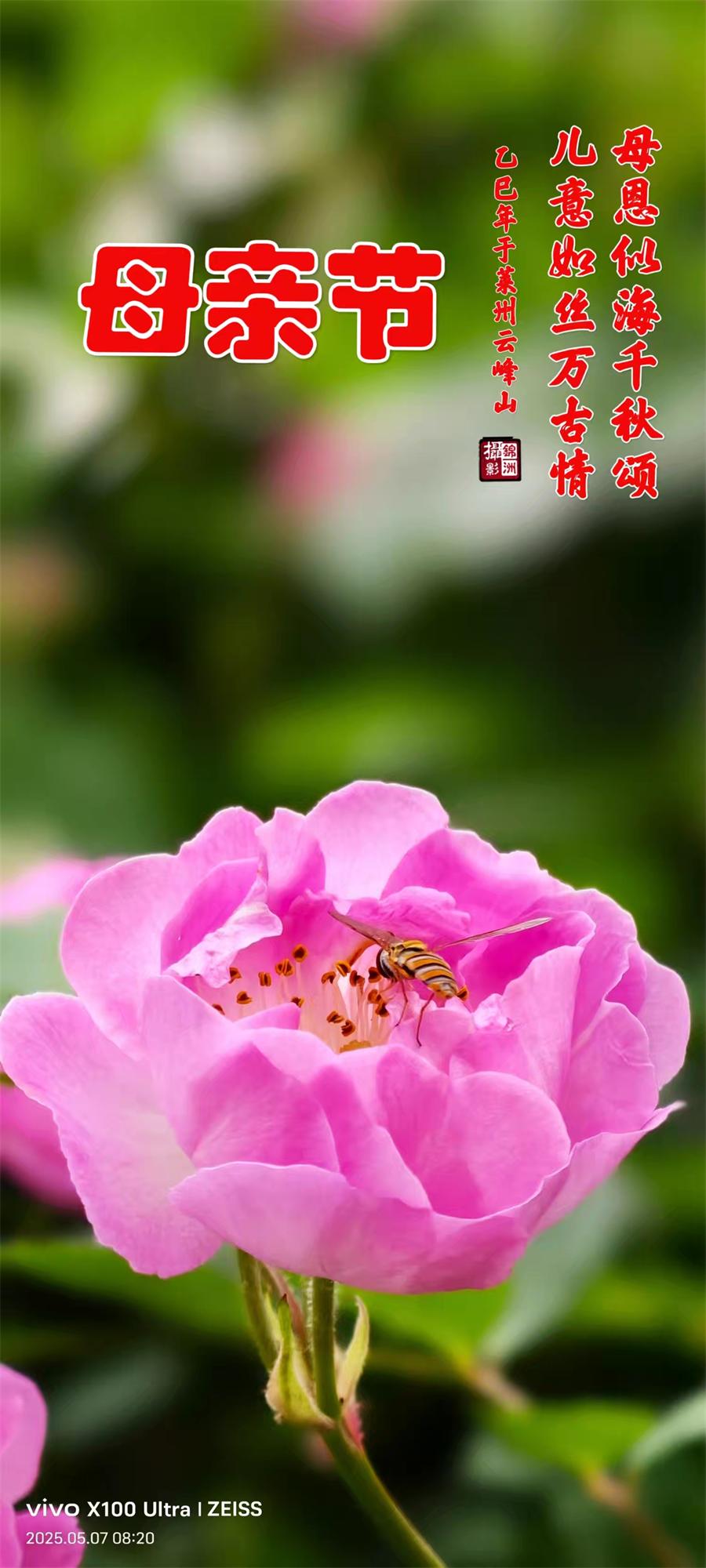 李锦洲摄影作品选：月季花开香满城 第 1 张