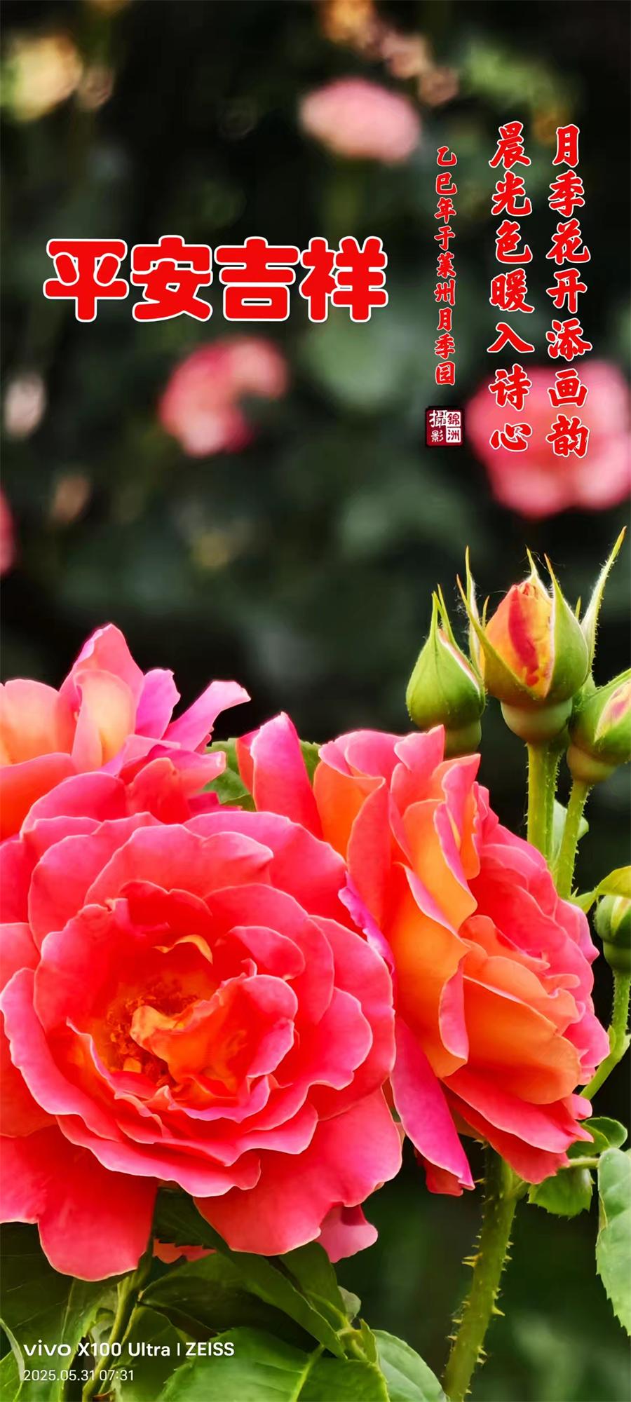 李锦洲摄影作品选：月季花开香满城 第 4 张