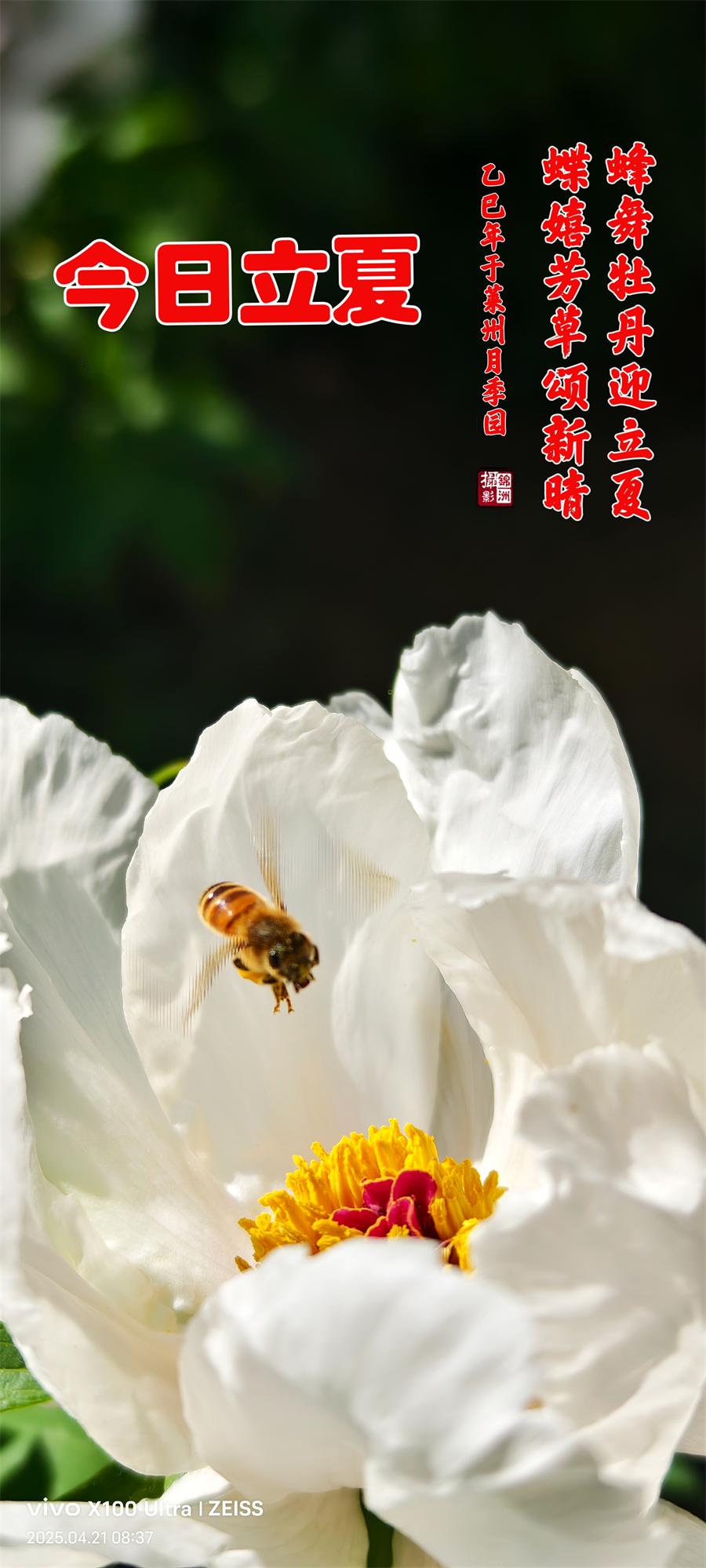 璀璨的莱州民俗文化——立夏 第 1 张