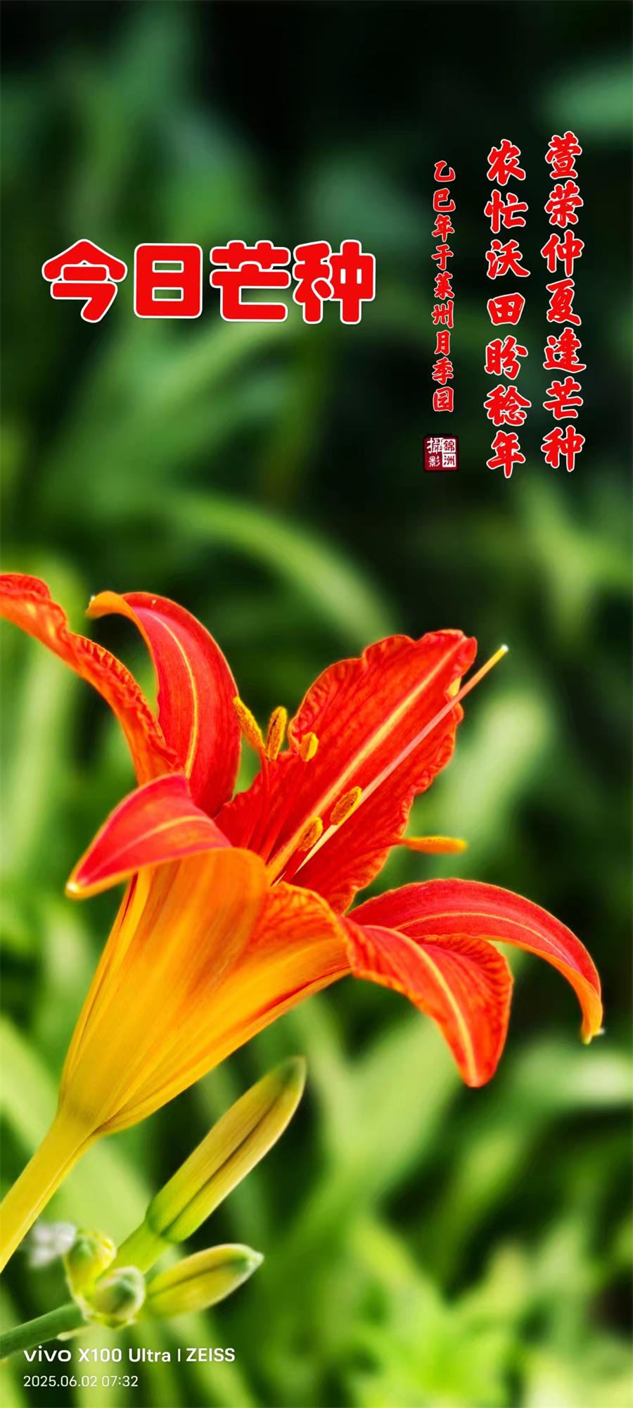 李锦洲摄影作品选：山野小花分外艳 第 4 张