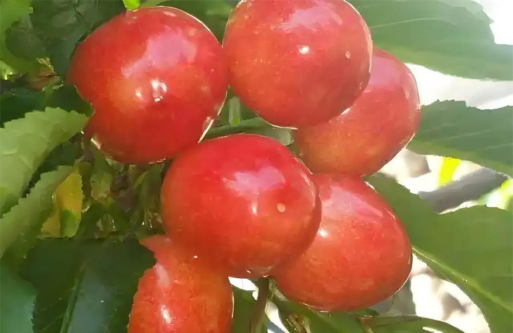 莱州大樱桃——春果第一枝，甘美誉中华 第 3 张