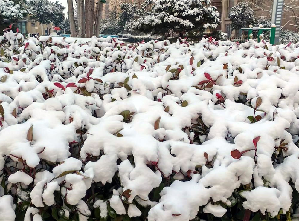 雪落三二日，古谚映天工 —— 解密莱州 “大雪不封地” 的智慧密码 第 1 张