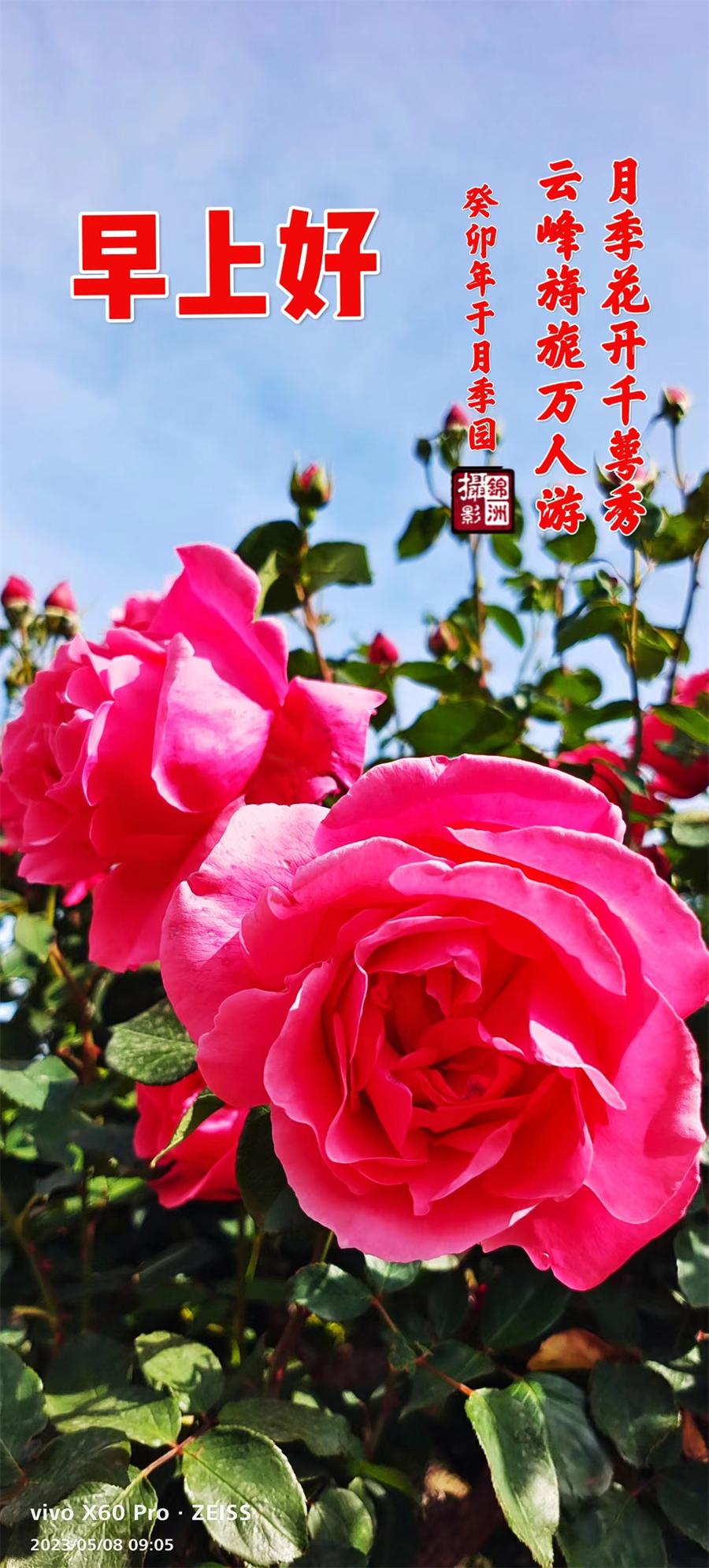 赞月季之都—莱州 第 1 张