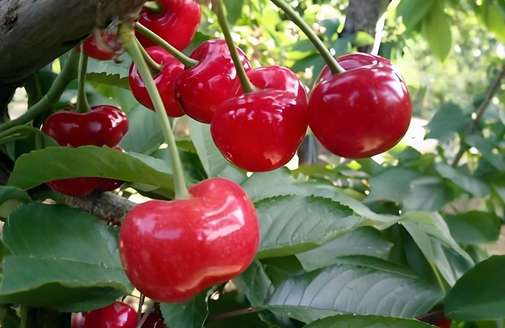 莱州大樱桃——春果第一枝，甘美誉中华 第 4 张