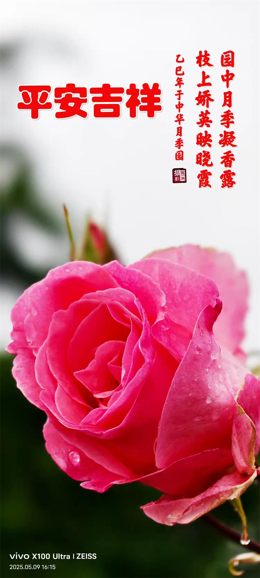 李锦洲摄影作品选：月季花开香满城 第 9 张