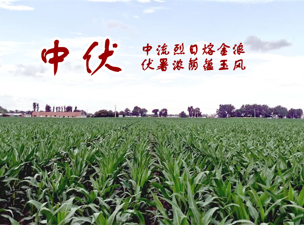 中伏养生：避开六 “雷区”，安然度长夏 第 1 张