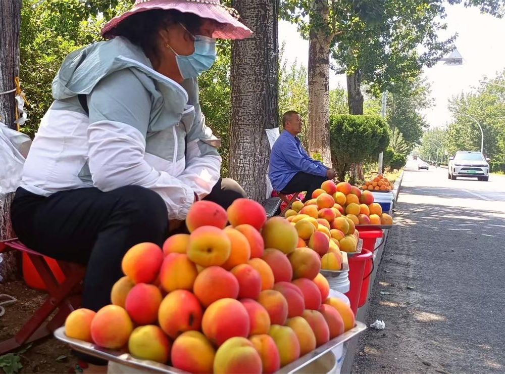 大岚张家麦黄杏——麦收时节的金色馈赠 第 2 张