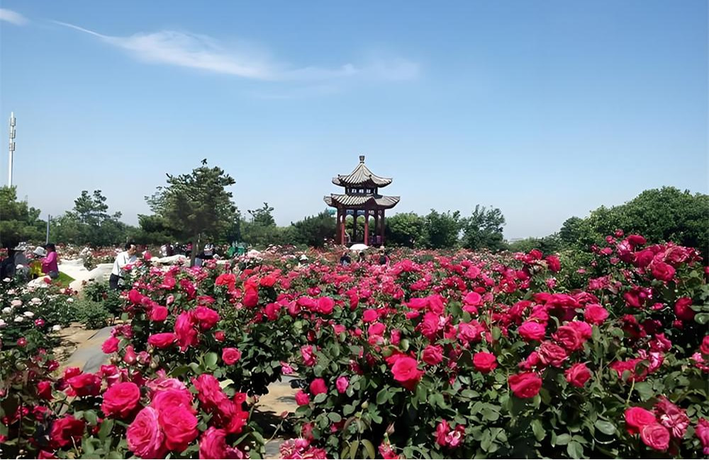 莱州中华月季园 第 3 张