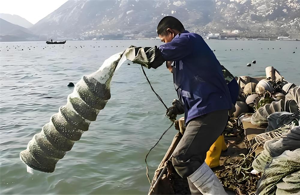 莱州扇贝——莱州湾畔的海中珍品 第 2 张