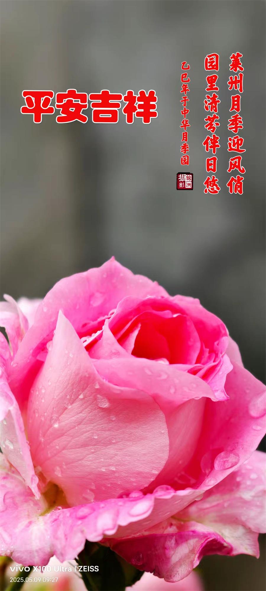 李锦洲摄影作品选：月季花开香满城 第 8 张