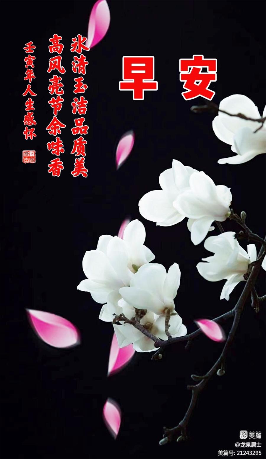 睹物思亲——蒲公英之情 第 6 张
