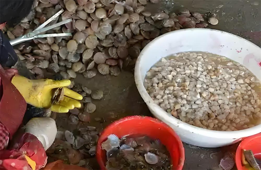 莱州扇贝——莱州湾畔的海中珍品 第 3 张