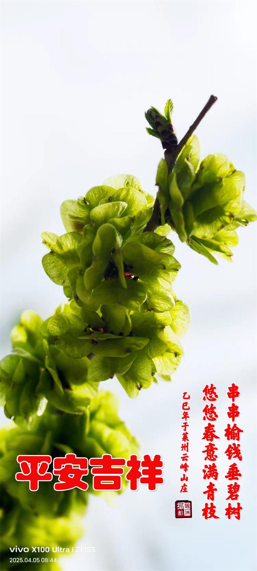 李锦洲摄影作品选：山野小花分外艳 第 7 张
