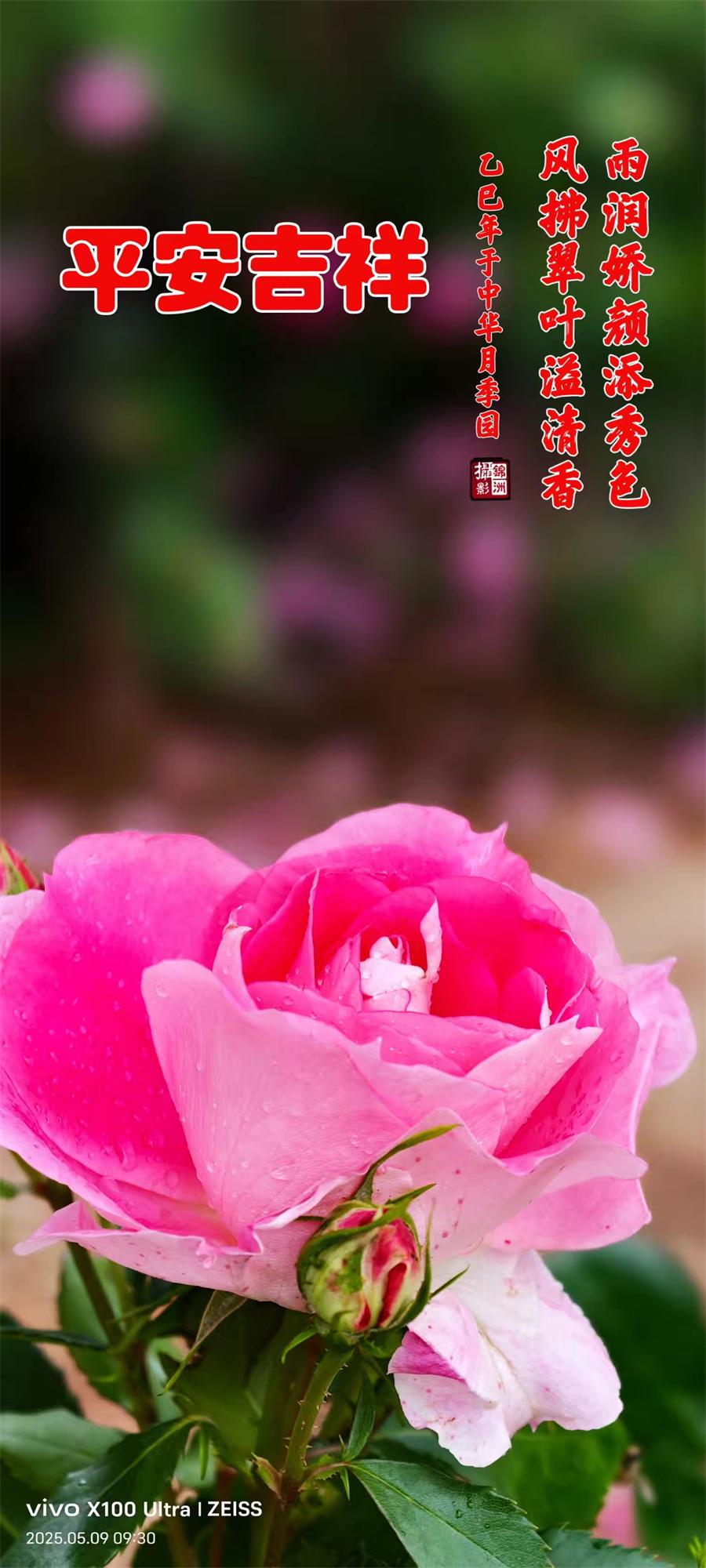 李锦洲摄影作品选：月季花开香满城 第 2 张