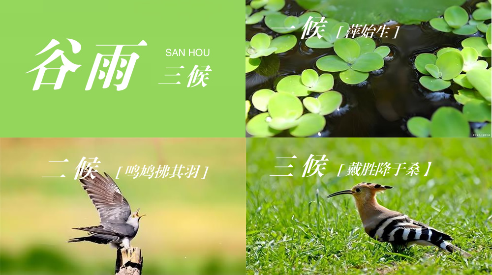 璀璨的莱州民俗文化——谷雨 第 5 张
