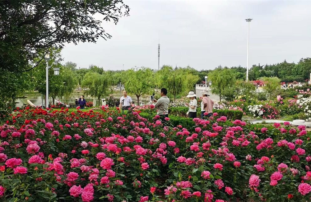 花海诗韵看莱州 第 4 张