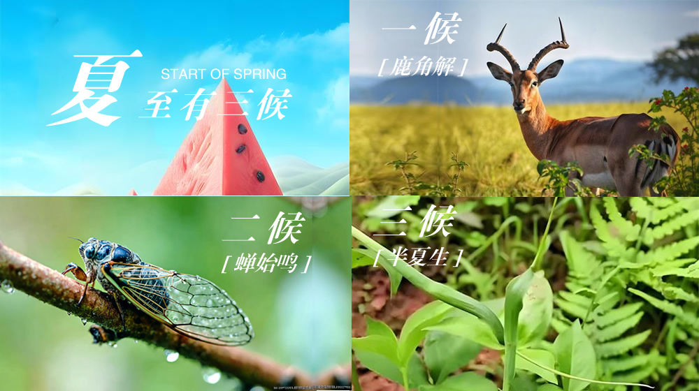 璀璨的莱州民俗文化——夏至 第 6 张