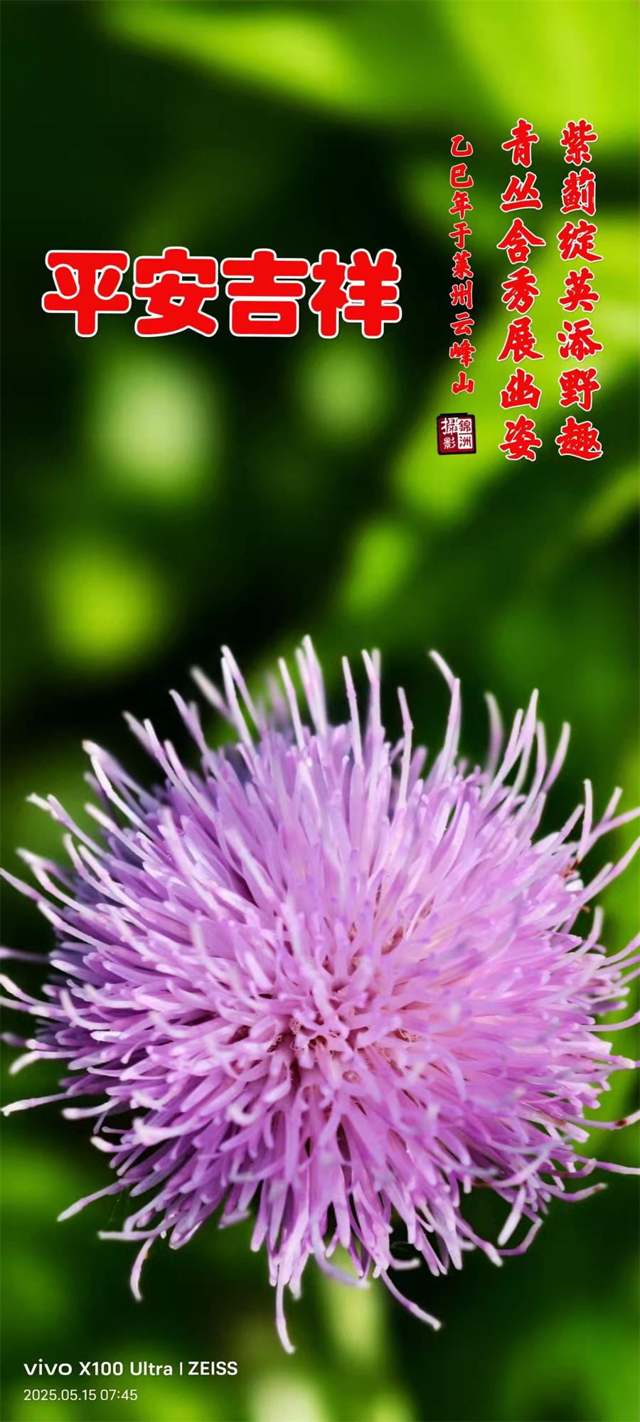 李锦洲摄影作品选：山野小花分外艳 第 6 张