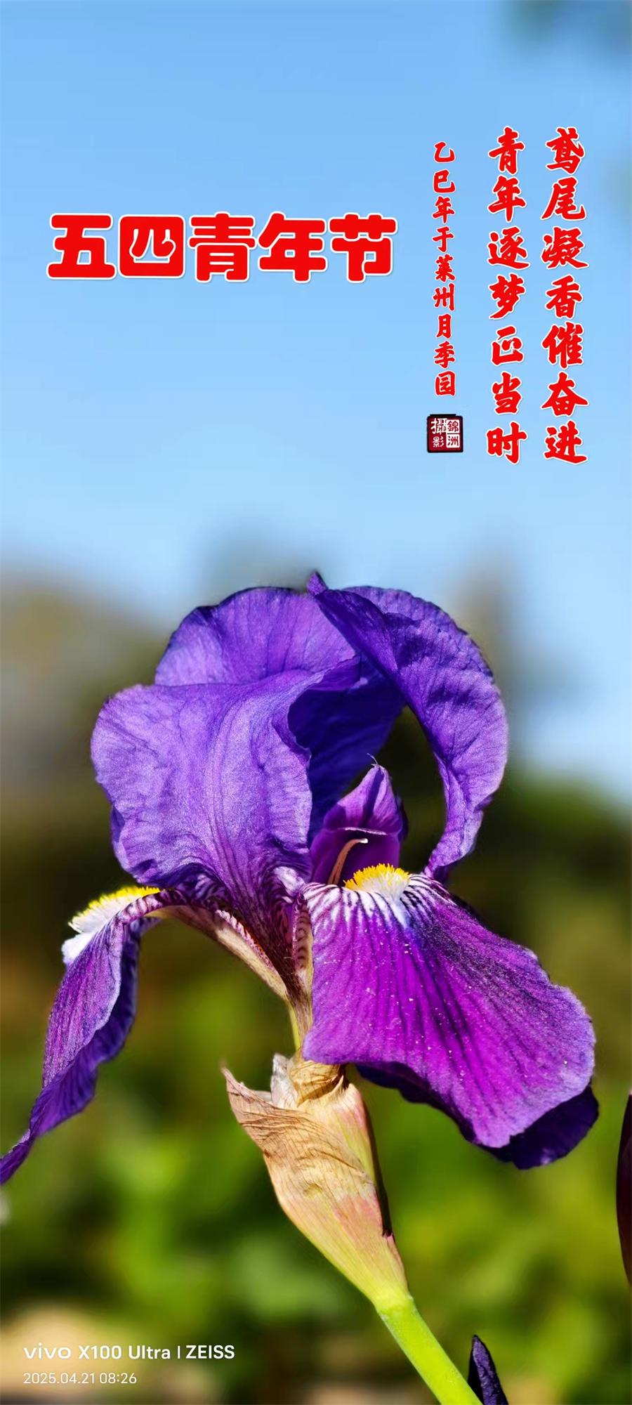 李锦洲摄影作品选：山野小花分外艳 第 8 张