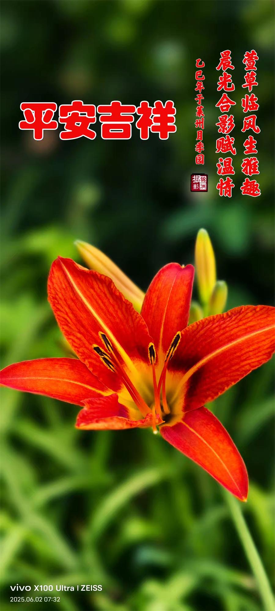 李锦洲摄影作品选：山野小花分外艳 第 1 张